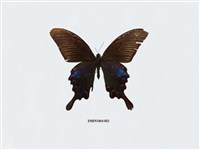 藏品(翠鳳蝶)的圖片